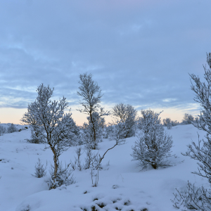 Winterlandschaft bei Winterberg im Sauerland | Winter Landscape near Winterberg in Sauerland