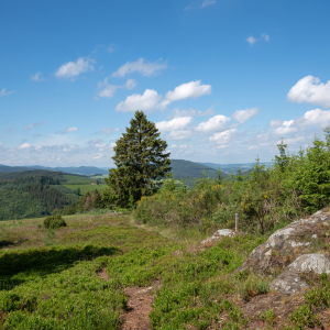 Landschaft im Sauerland bei Olsberg | Landscape in the Sauerland near Olsberg