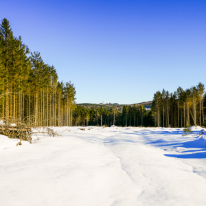 Winterlandschaft am Langenberg bei Willingen | Winter Landscape at Langenberg near Willingen