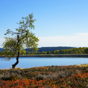 Ettelsbergsee bei Willingen im Sauerland | Ettelsberg Lake near Willingen in the Sauerland
