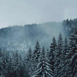 Majestätischer Winterwald in Willingen | Majestic Winter Forest in Willingen