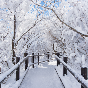 Winterlicher Waldpfad in Willingen | Winter Forest Trail in Willingen
