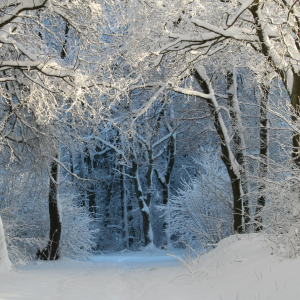 Schneebedeckte Baumlandschaft in Willingen | Snow-Covered Woodland in Willingen